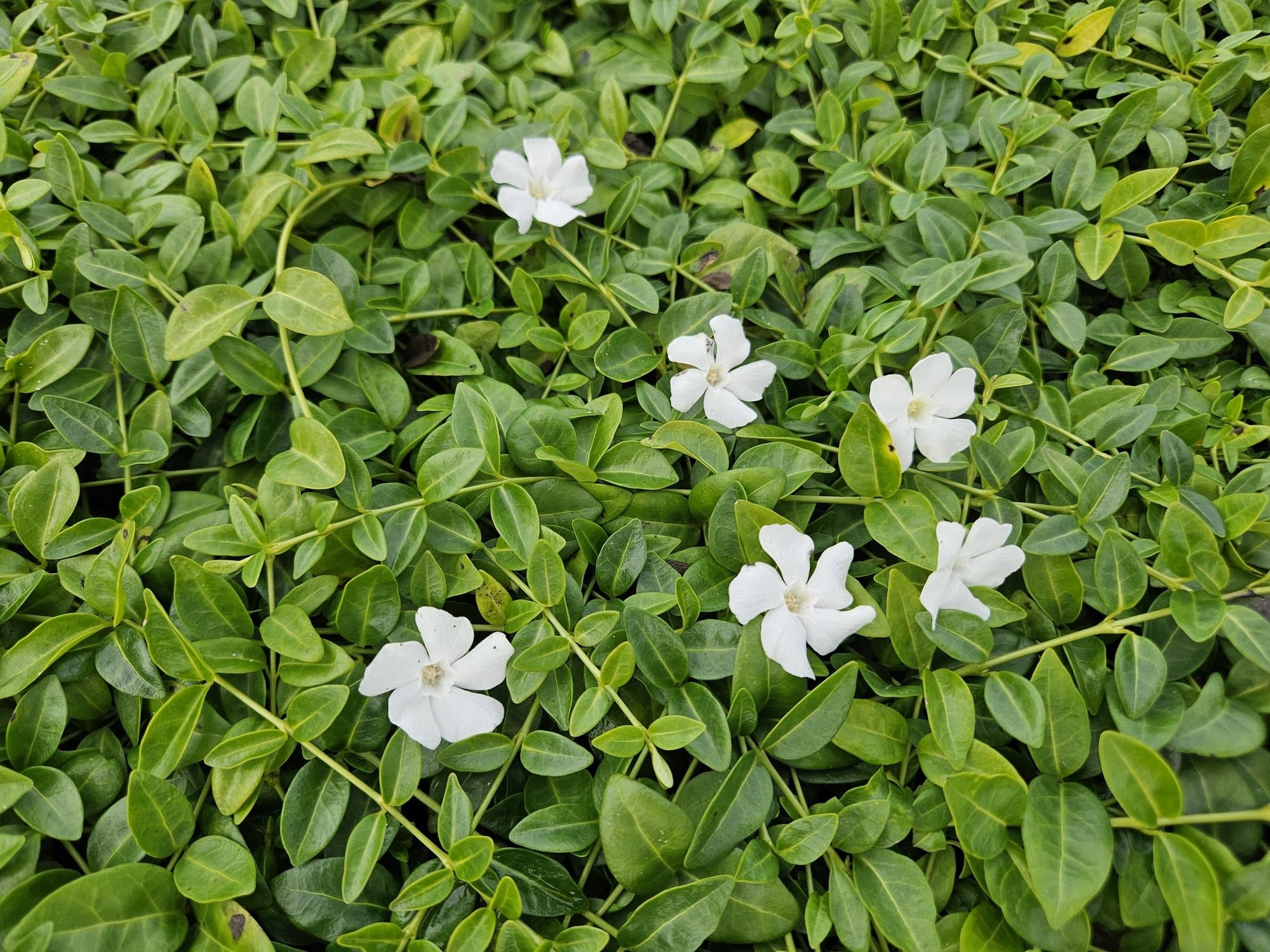 Kleines Immergrün Vinca minor 'Gertrude Jekyll' – ↕10-25cm – Ø9cm – Plant