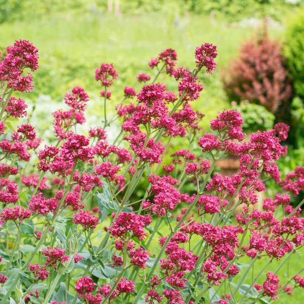 Centranthus ruber Coccineus – Rote Spornblume – 10-25cm – Ø9cm – Winterharte Staude für sonnige Standorte