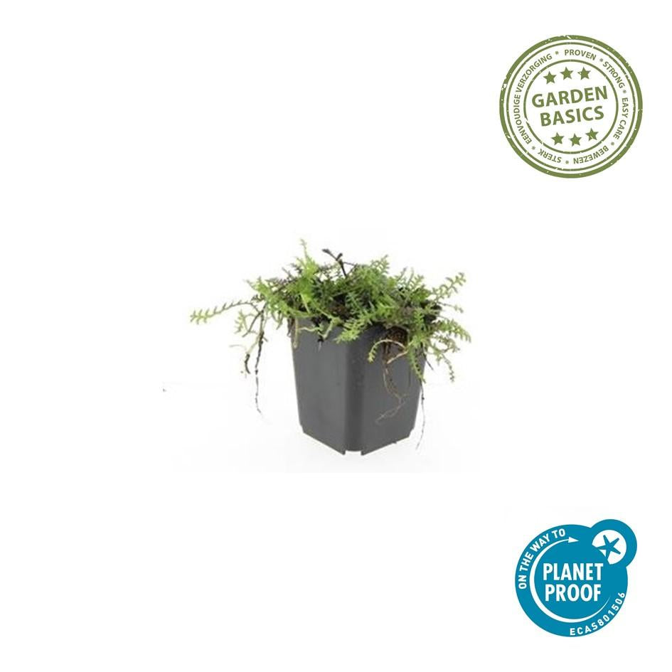Fiederpolster Leptinella squalida – ↕10-25cm – Ø9cm –, Farnartige Blätter, Schattentauglich, Pflegeleicht – Plant