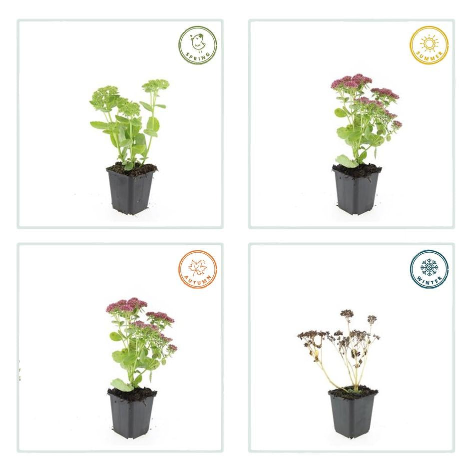 Hohes-Fettblatt Sedum 'Herbstfreude' – ↕10-25cm – Ø9cm – Winterhart – Trockenheitstolerant – Bienenfreundlich – Spätsommerblüte – Plant
