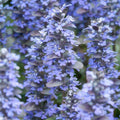 Kriechender Günsel Ajuga reptans 'Burgundy Glow' – ↕10-25cm – Ø9cm – Halbschatten & Schatten – Pflegeleicht – Plant