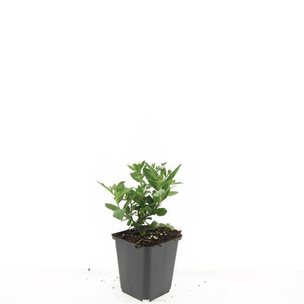 Wild – Aster ageratoides 'Stardust' – ↕10-25cm – Ø9cm – Weißer Herbstblüher – Bienenfreundlich – Pflegeleicht – Plant