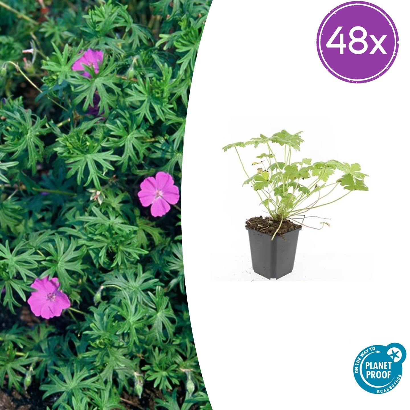 Blut – Storchschnabel Geranium 'Tiny Monster' – ↕10-25cm – Ø9cm – Kompakte, sommerblühende Staude für Beet, Kübel & Bodendecker – Plant