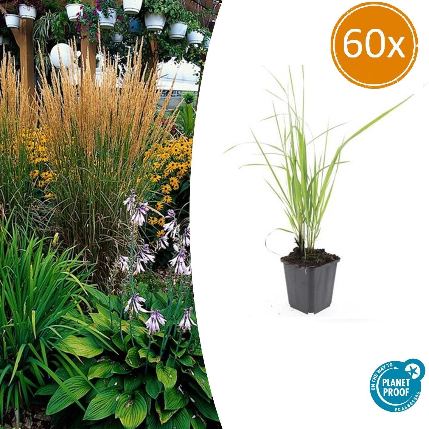 Sandrohr – Calamagrostis acutiflora 'Karl Foerster' – ↕10-25cm – Ø9cm – winterhartes Ziergras, aufrecht wachsend – Plant