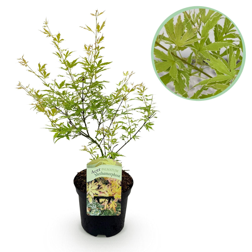 Japanischer Ahorn – Acer palmatum Metamorphosa – 70cm hoch – 19cm – Balkonpflanze & Zierbaum – Grünes Frühlingslaub, rote Herbstfärbung – Plant