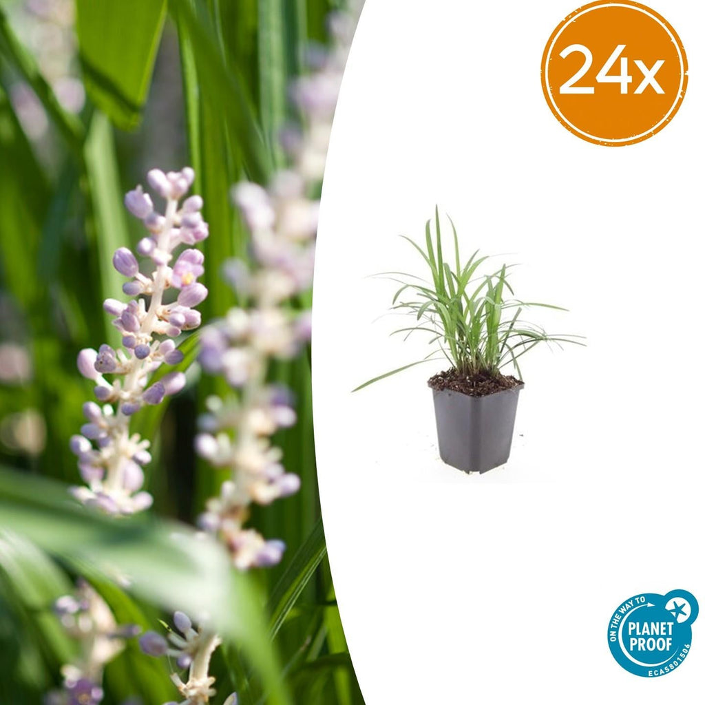 Glöckchentraube Liriope muscari Moneymaker – ↕10-25cm – Ø9cm – Violette Blüten Pflegeleicht – Plant