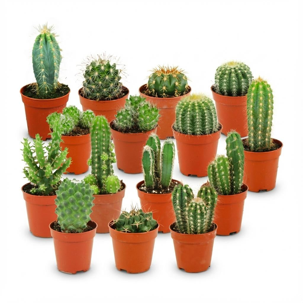 Mini Kaktus Set – Ø5,5cm – Höhe 5-10cm – Pflegeleichte Zimmerpflanzen – Kleine Kakteen für Fensterbank Büro & Wohnraum