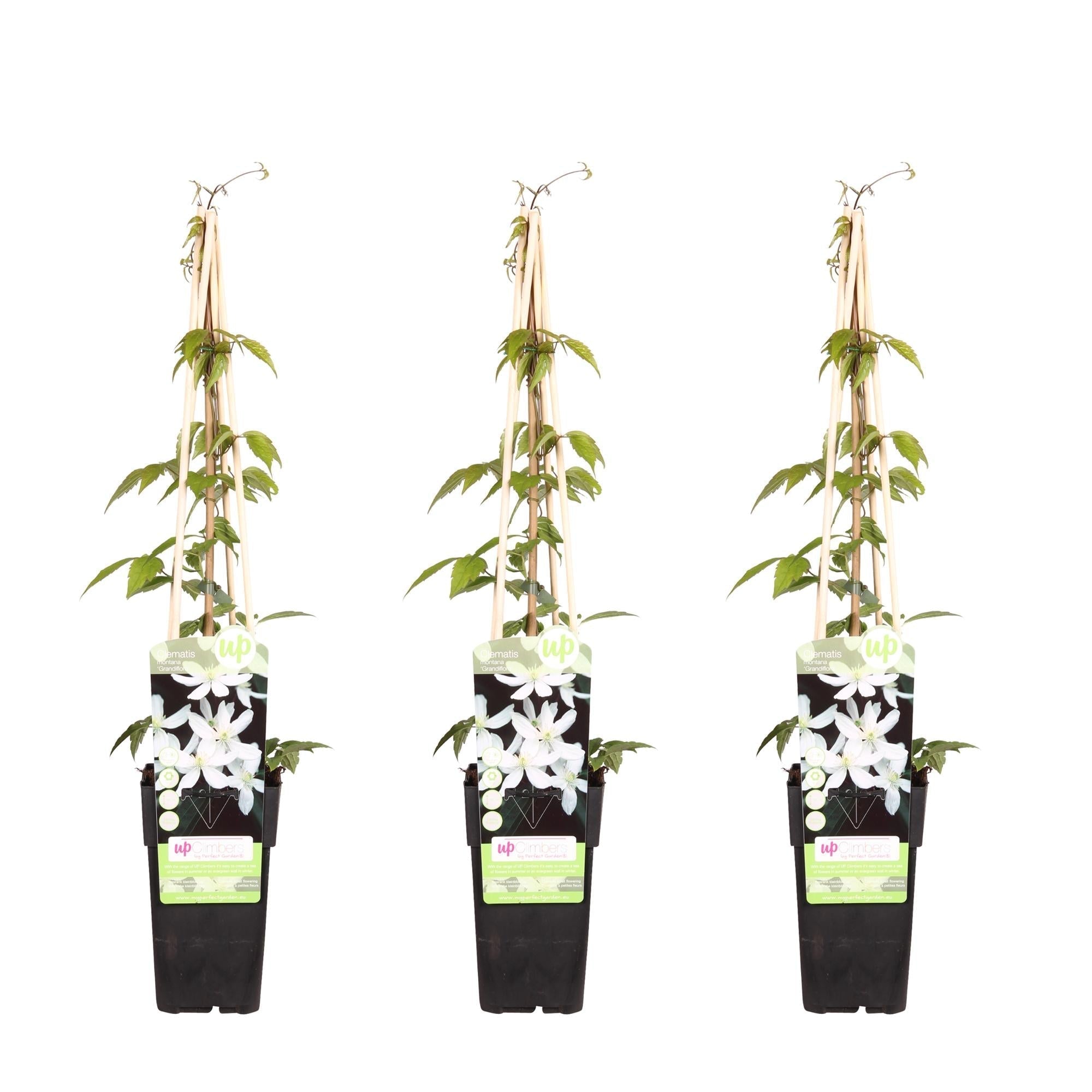 Waldrebe – Clematis Montana 'Grandiflora' – Winterharte Kletterpflanze – Ø15cm – Ca. 65cm hoch – Weiße duftende Blüten – Plant
