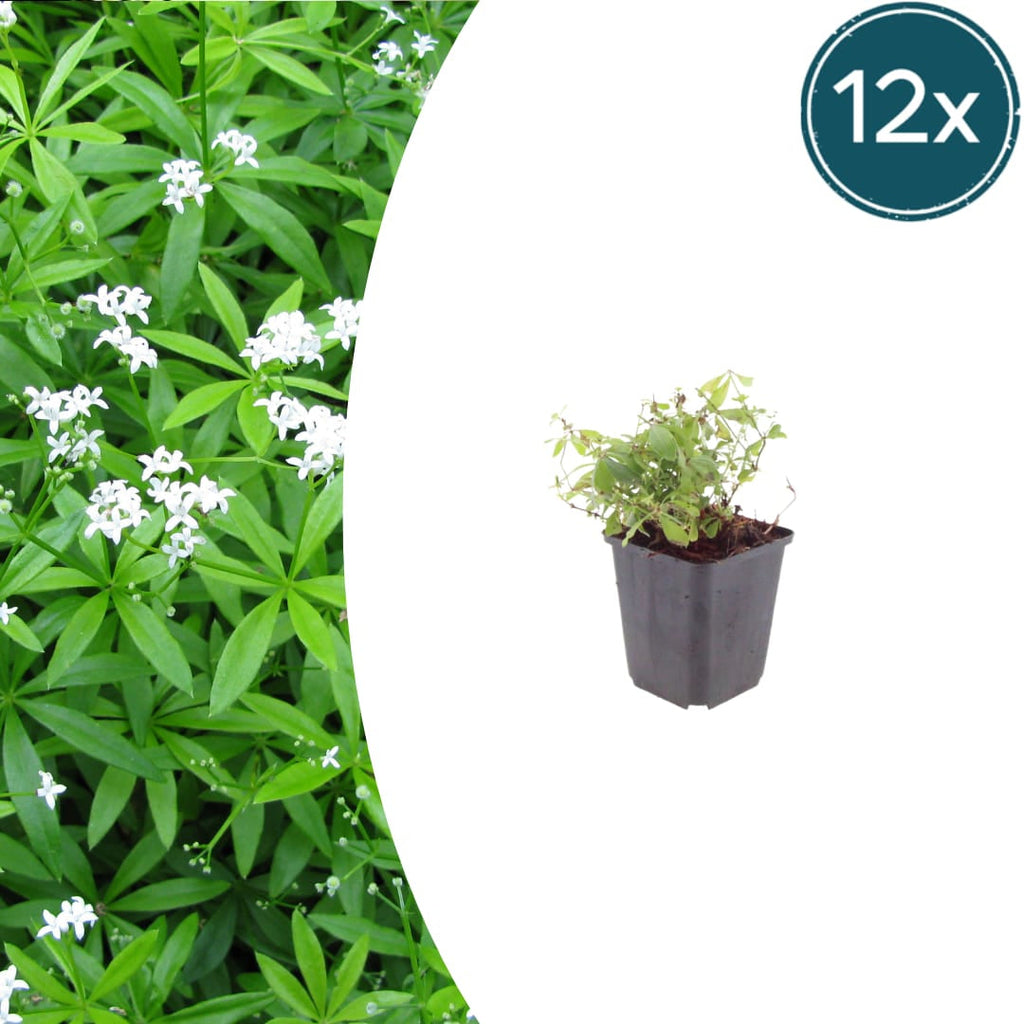 Galium odoratum Waldmeister – Ø9cm – Höhe 10-25cm – Duftender Bodendecker – Weiße Blüten – Pflegeleicht für Schattenbeet & Naturgarten