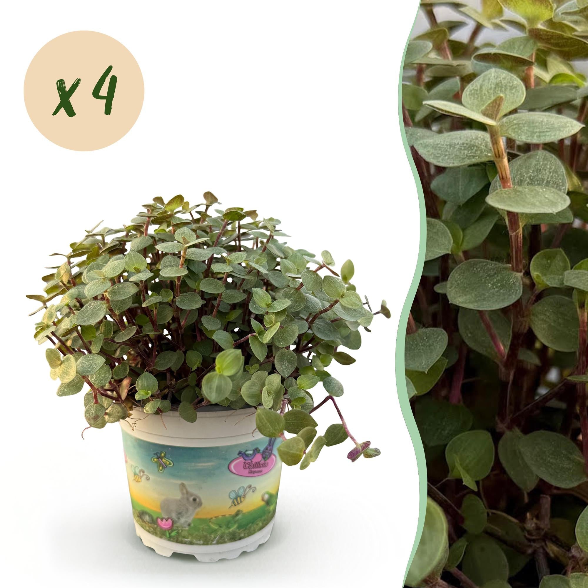 Kriechendes Schönpolster Callisia repens – Set – Ø12cm Höhe 17-20cm – Hängende grüne Zimmerpflanze – Haustierfreundlich & pflegeleicht