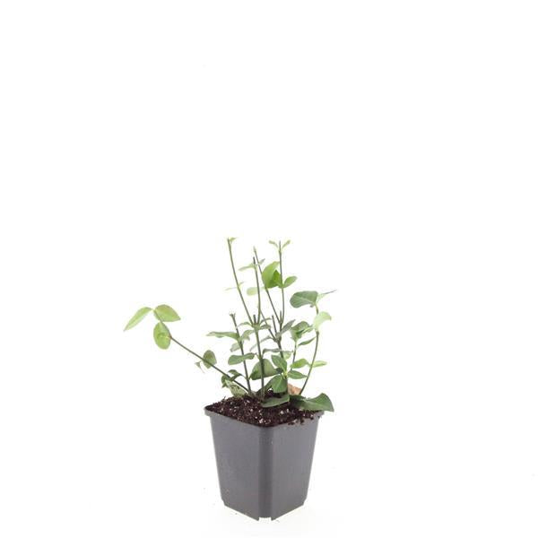 Purpur – Kriechspindel Euonymus fortunei 'Coloratus' – ↕10-25cm – Ø9cm – & Hecken – Plant