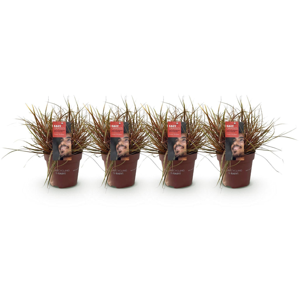 Mahagonigras – Uncinia rubra 'Everflame' – Rotes Ziergras – Immergrün – Pflegeleicht – Für Beete & Töpfe – Ø17cm – Höhe ca. 50cm – Plant