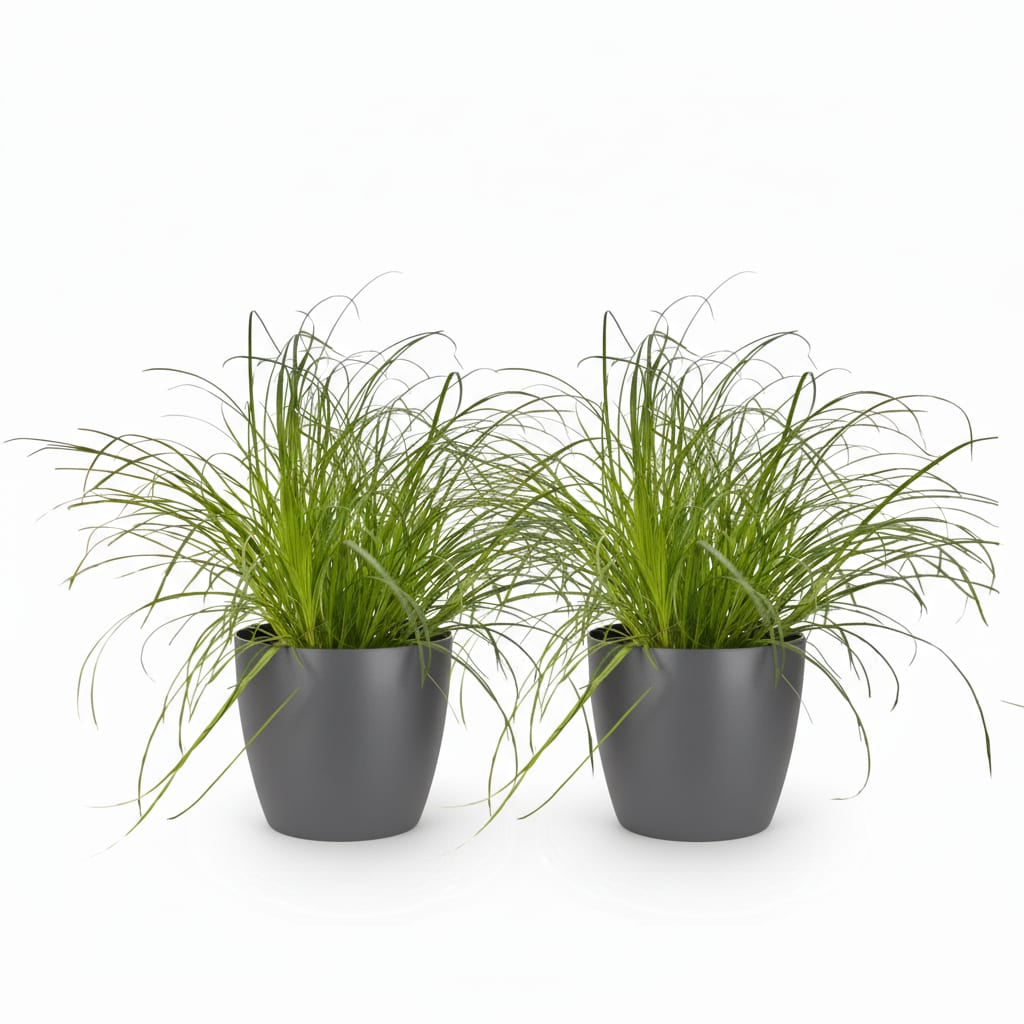 Cyperus Alternifolius Zumula Katzengras – Zimmerpflanze im grauen Topf Ø12cm Höhe20cm – Haustierfreundliche Grünpflanze – Pflegeleicht
