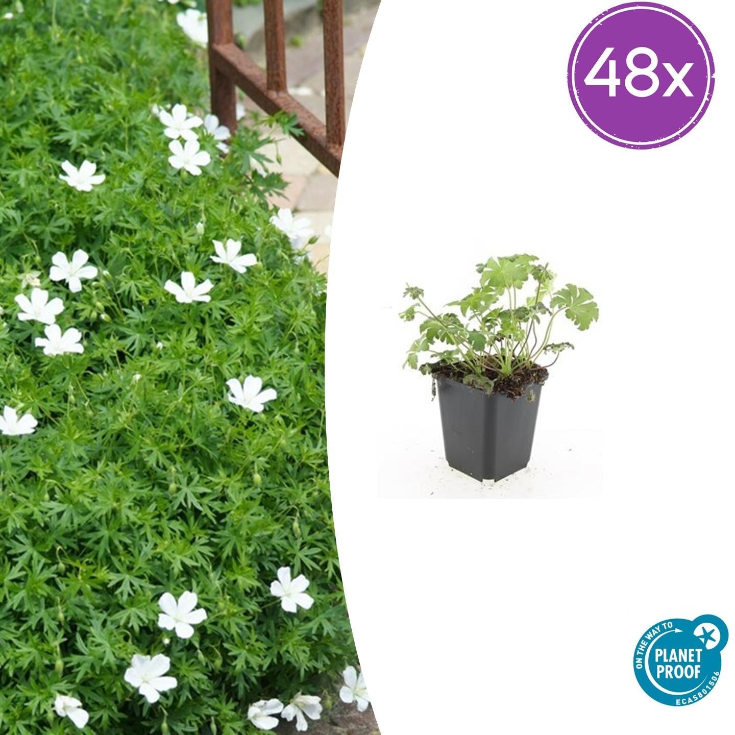 Schnee-Storchschnabel Geranium sanguineum 'Album' – ↕10-25cm – Ø9cm – Winterharte Staude & Bodendecker – Weiße Blüten – Plant