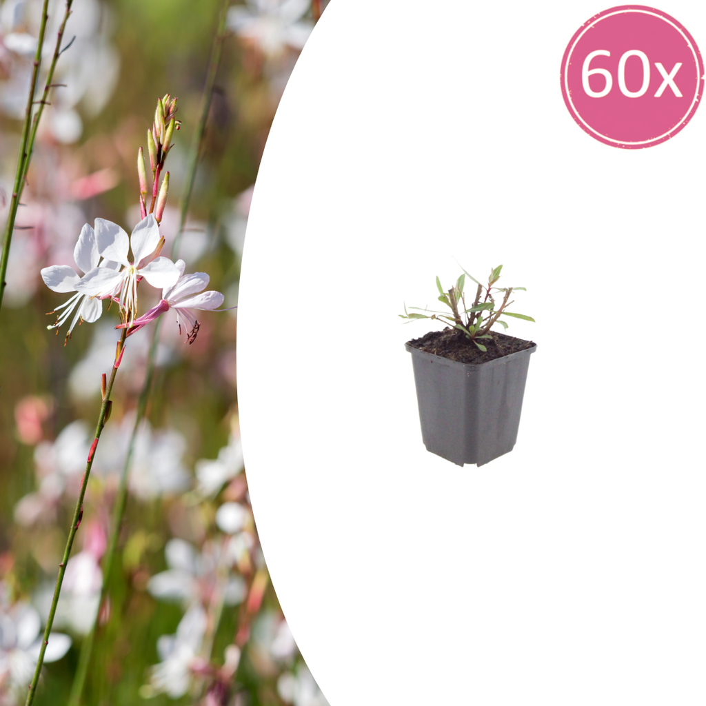 Gaura lindheimeri Whirling Butterflies – Ø9cm – Höhe 10-25cm – Prachtkerze – Reinweiße Blüten – Für Beet, Präriegarten & Kübel