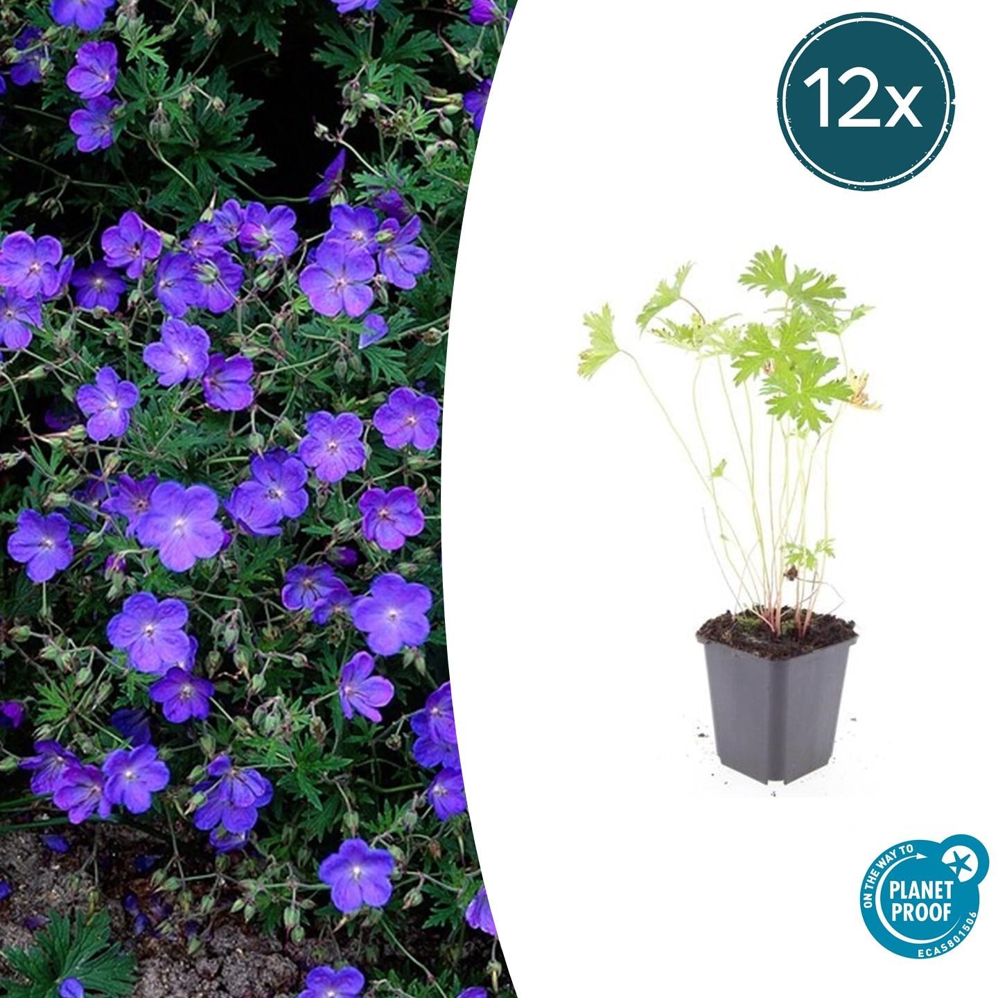 Storchschnabel Geranium 'Johnson's Blue' – ↕10-25cm – Ø9cm – Winterharte Staude & Bodendecker – Leuchtend blaue Blüten – Plant