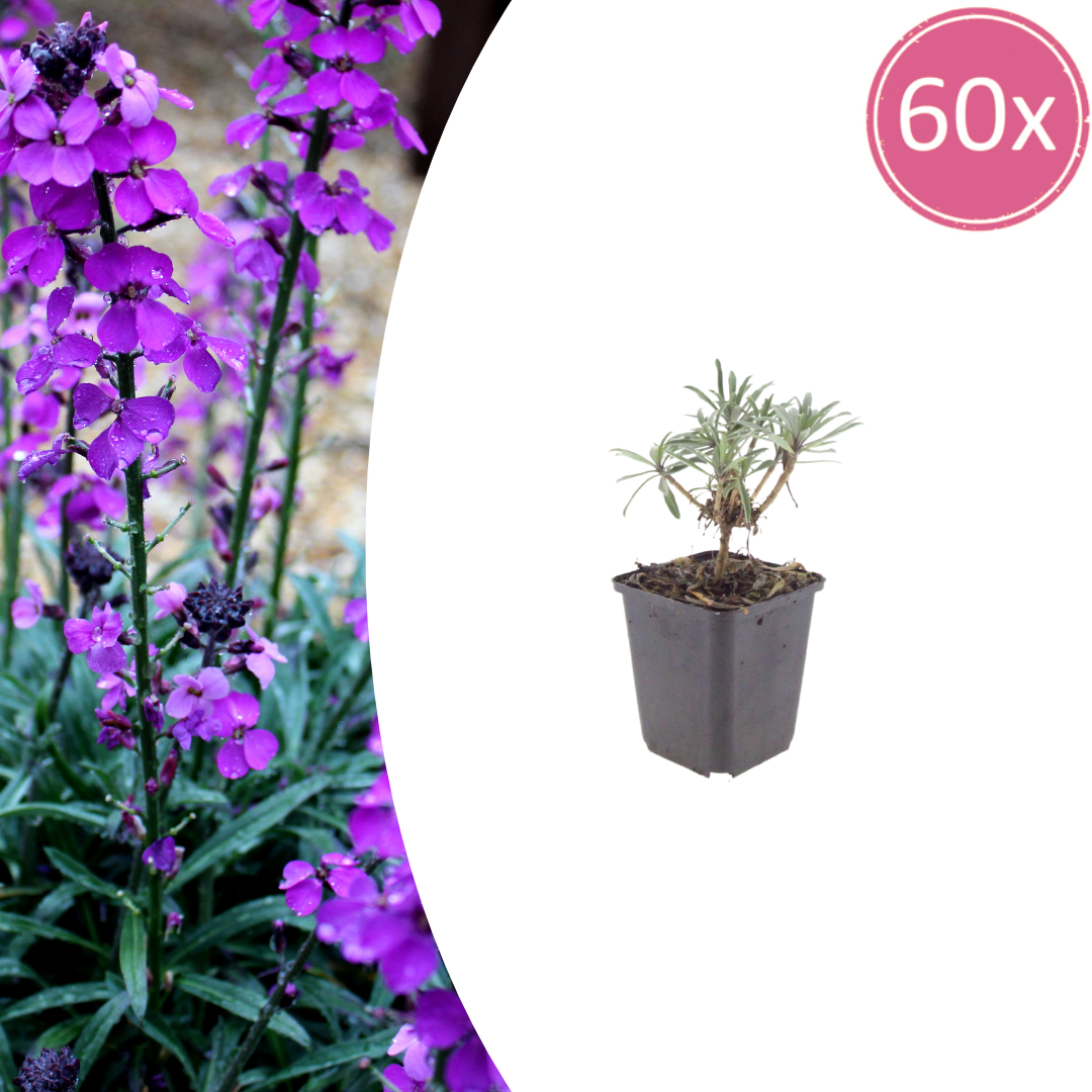 Erysimum Bowles Mauve – Goldlack Staude – 10-25cm – Ø9cm – Langblühende Gartenpflanze für Sonne – Bienenfreundliche Blühstaude für Beet & Kübel