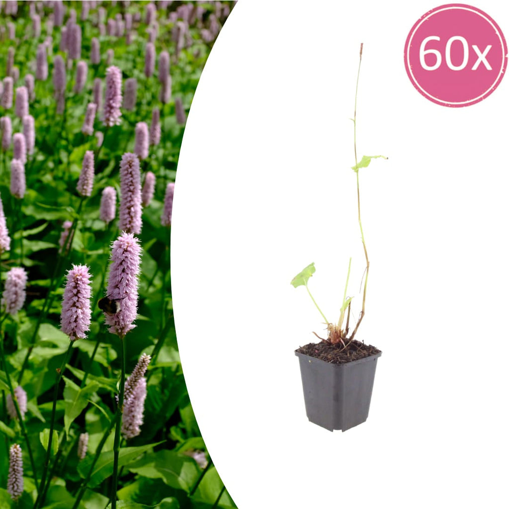 Persicaria affinis Superba – Ø9cm – Höhe 10-25cm – Winterharte Staude – Dunkelrote Blütenähren – Bienenfreundlich für Beet & Präriegarten