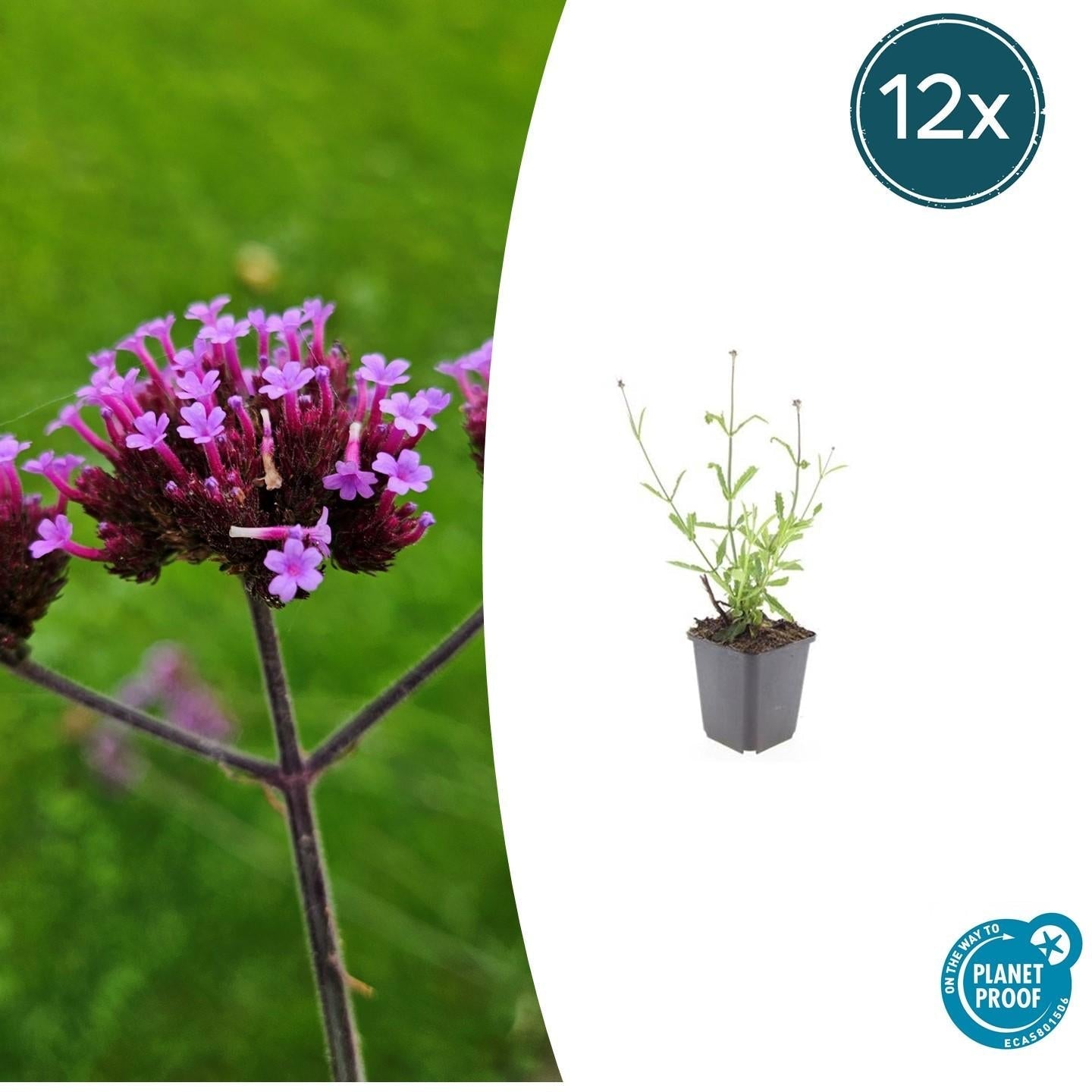 Hohes Eisenkraut Verbena bonariensis 'Lollipop' – ↕10-25cm – Ø9cm – Lilafarbene Blüten – Langblühend – Pflegeleicht – Plant