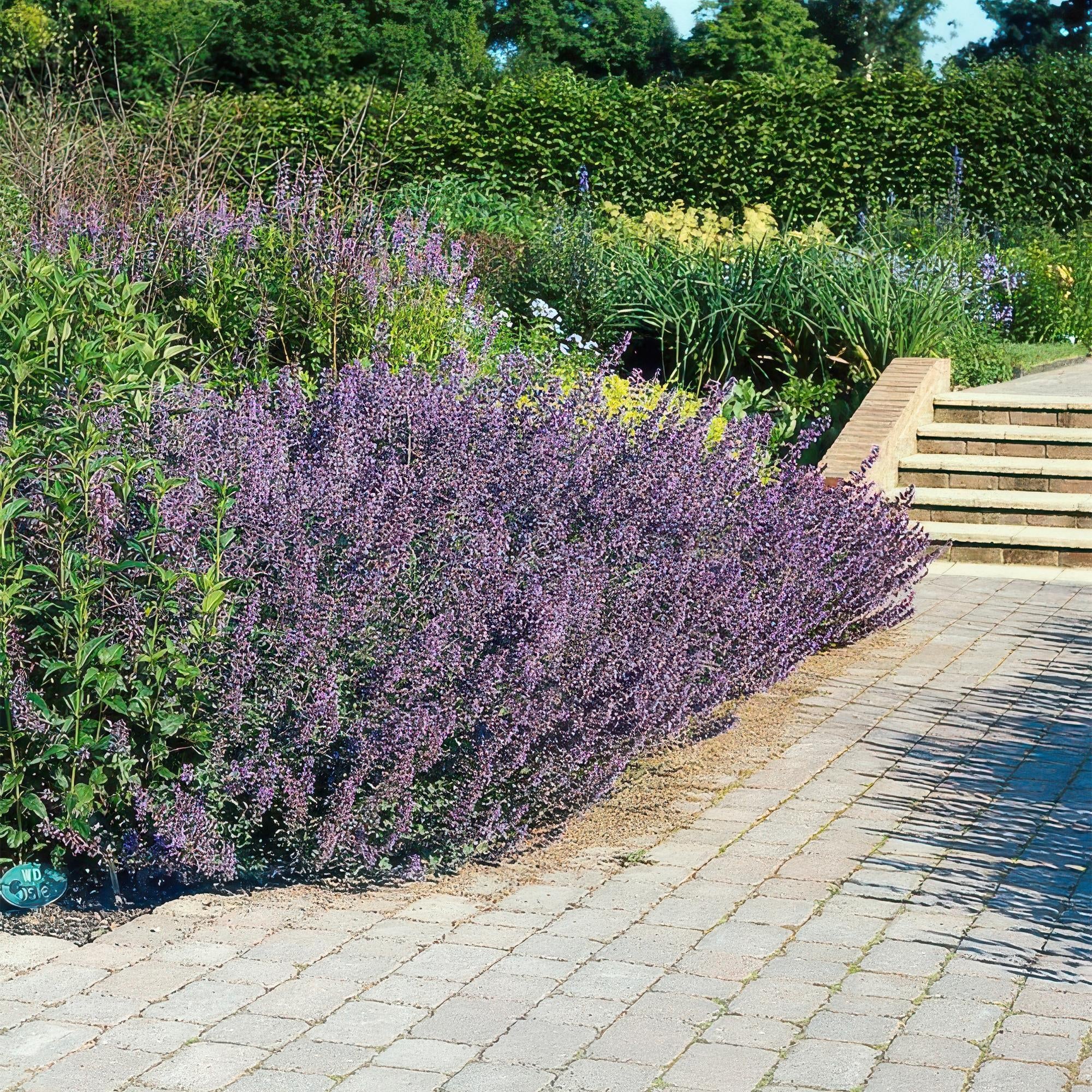 Katzenminze – Nepeta 'Six Hills Giant' – ↕10-25cm – Ø9cm – Lila – blühende Staude – Bienen & Schmetterlinge – Sonnig & Pflegeleicht – Plant