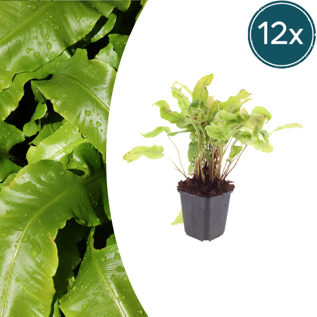 Hirschzungenfarn Asplenium scolopendrium – Immergrüner Farn für Schatten & Halbschatten – Strukturpflanze für Garten & Beet – 10-25cm – Ø9cm – Winterhart