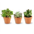 Sukkulenten Mix – Ø8,1cm Terrakottatöpfe – Höhe 5-10cm – Pflegeleichte Zimmerpflanzen – Ideal für Fensterbank Büro & Wohnraum