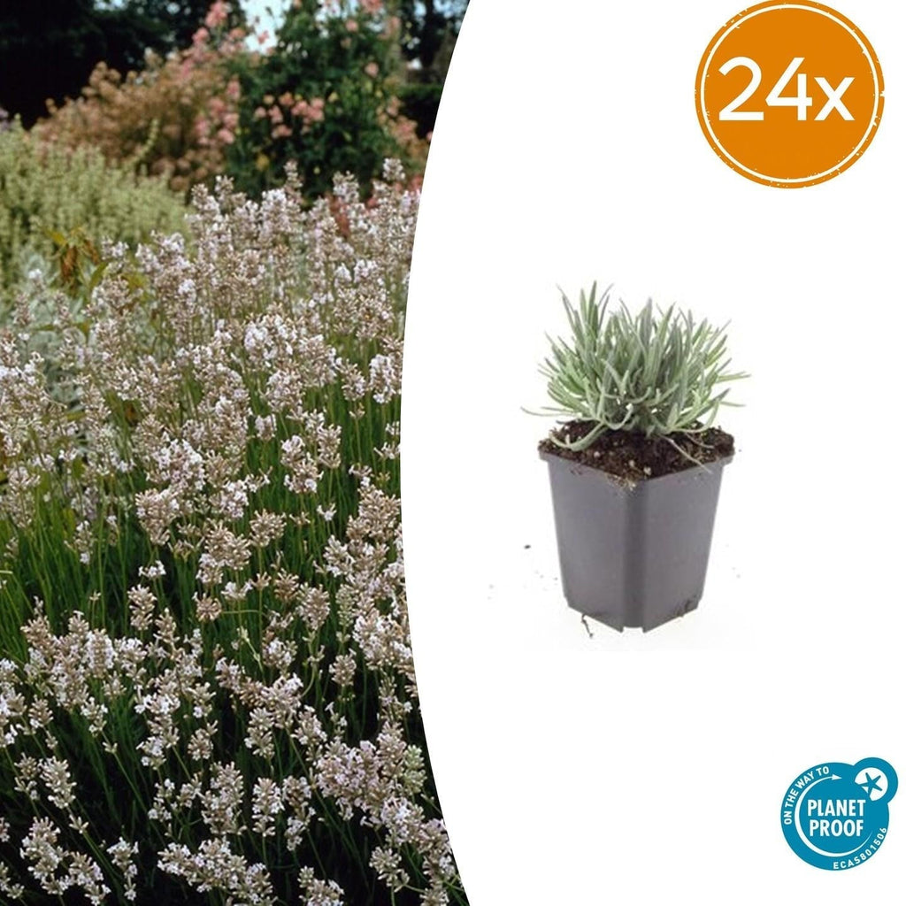 Lavendel Lavandula int. 'Edelweiss' – ↕10-25cm – Ø9cm – Weiße Blüten, Bienen – & Schmetterlingsfreundlich, Winterhart – Plant