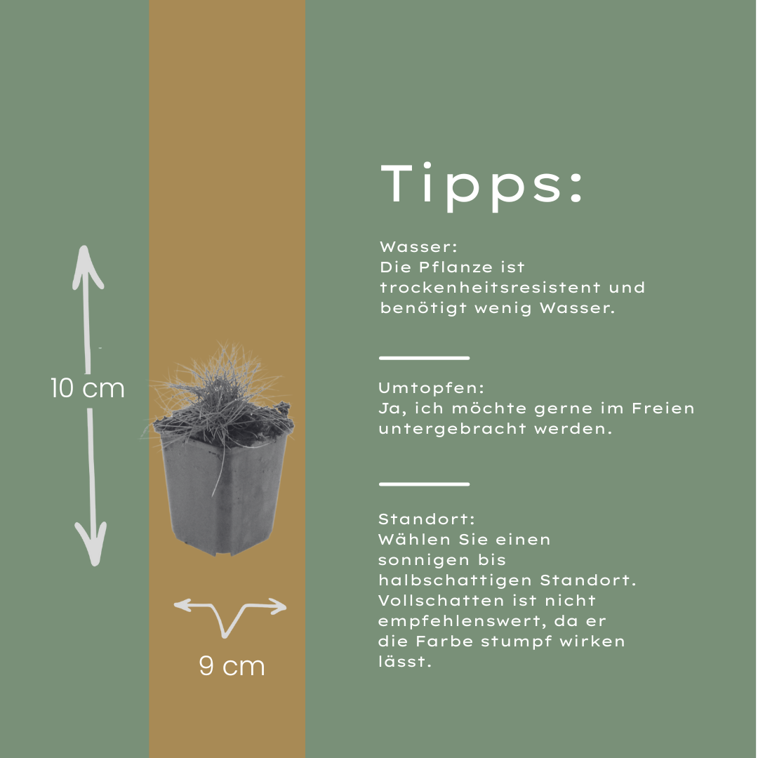 Festuca gautieri Zierschwingel – Ø9cm – Höhe 10-25cm – Immergrünes Ziergras
