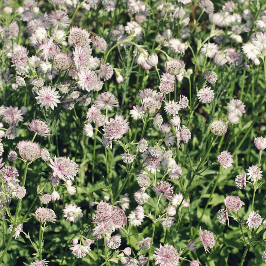 Sterndolde Astrantia major – 10-25cm – Ø9cm – Langblühende Staude für Sonne & Halbschatten – Garten