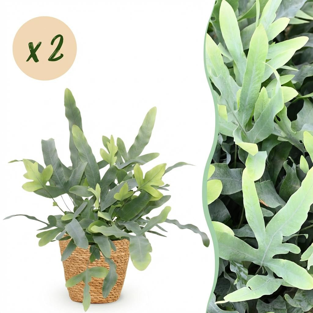 Phlebodium aureum Blue Star Zimmerpflanzen inkl. Naturkorb