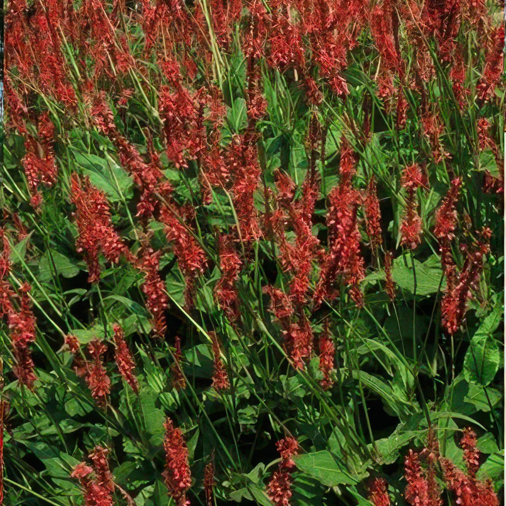 Kerzenknöterich Persicaria amplexicaulis – ↕10-25cm – Ø9cm – Robuste Staude für Garten & Beete – Rote Blüten – Plant