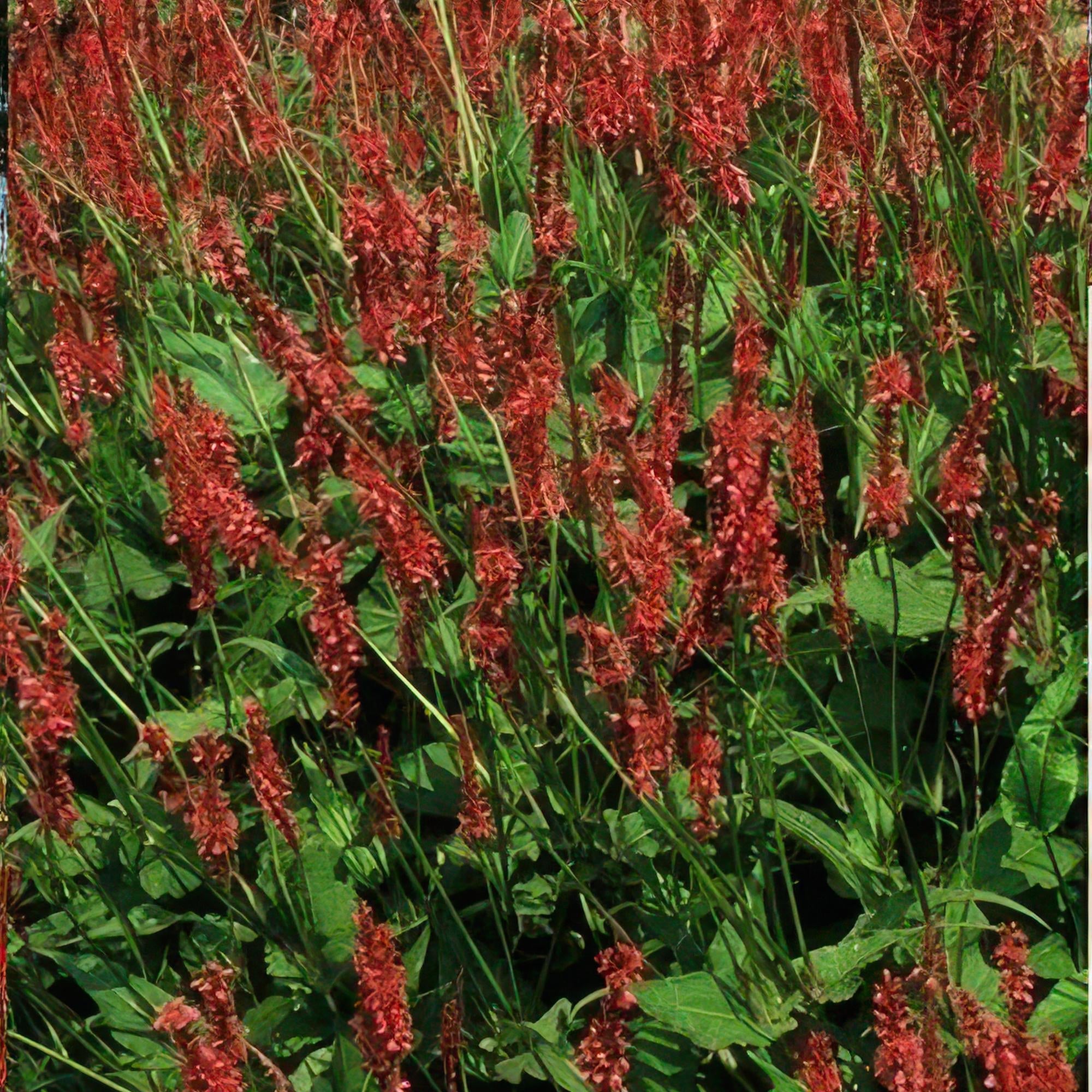 Kerzenknöterich Persicaria amplexicaulis – ↕10-25cm – Ø9cm – Robuste Staude für Garten & Beete – Rote Blüten – Plant