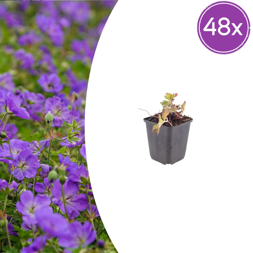 Geranium Azure Rush – Ø9cm – Höhe 10-25cm – Winterharte Staude – Hellblaue Blüten – Bodendecker für Beet, Steingarten & Kübel