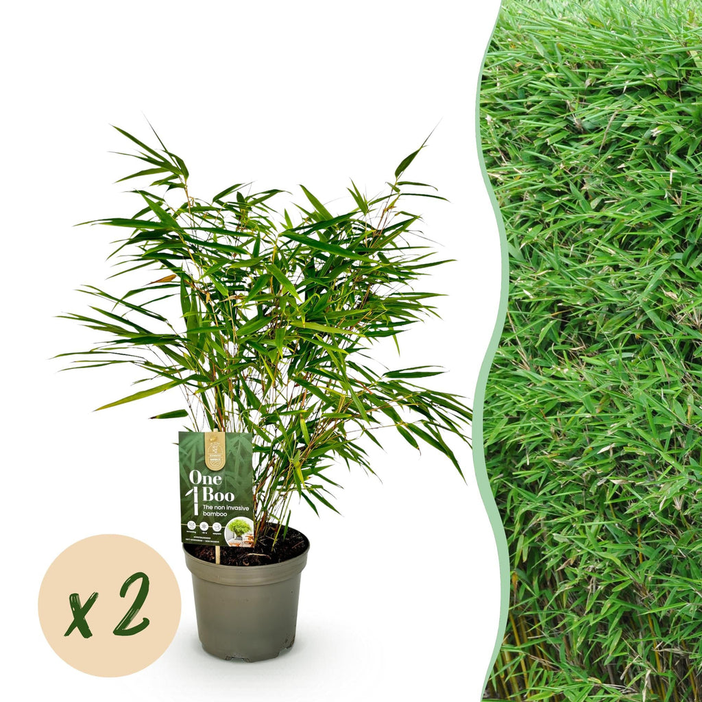 Bambus Fargesia rufa – Immergrün – Nicht ausbreitend – Grüner Bambus für Hecke, Garten & Terrasse – Ø17cm Höhe ca. 60cm – Plant