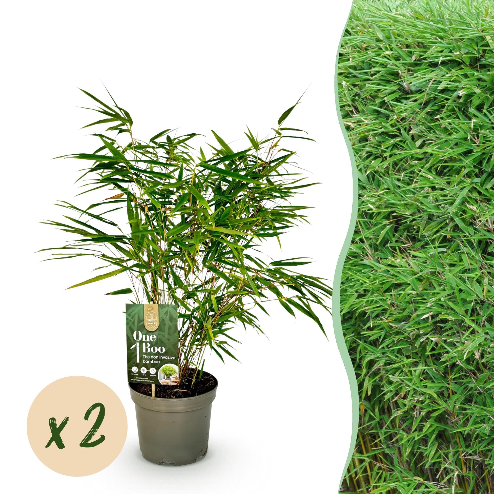 Bambus Fargesia rufa – Immergrün – Nicht ausbreitend – Grüner Bambus für Hecke, Garten & Terrasse – Ø17cm Höhe ca. 60cm – Plant