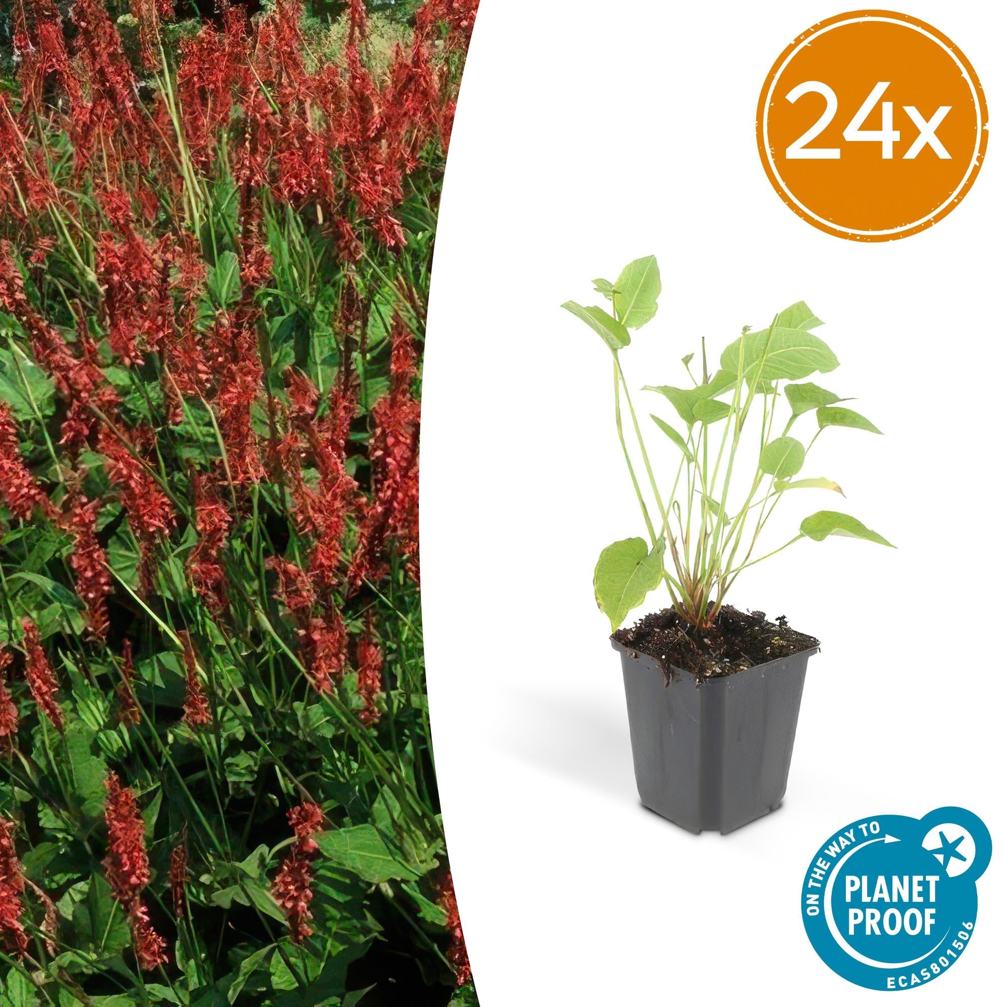 Kerzenknöterich Persicaria amplexicaulis – ↕10-25cm – Ø9cm – Robuste Staude für Garten & Beete – Rote Blüten – Plant