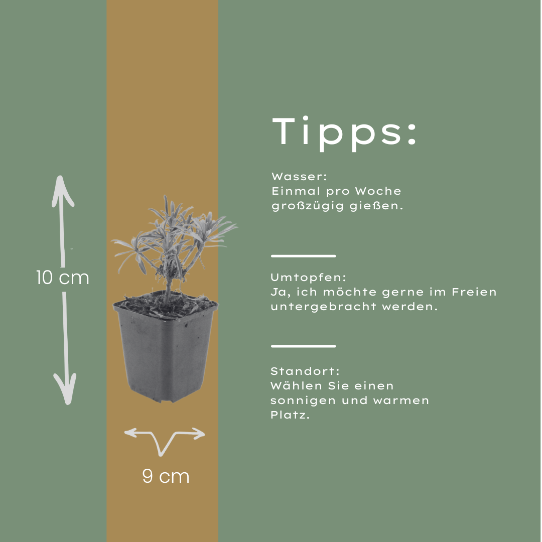 Erysimum Bowles Mauve – Goldlack Staude – 10-25cm – Ø9cm – Langblühende Gartenpflanze für Sonne – Bienenfreundliche Blühstaude für Beet & Kübel