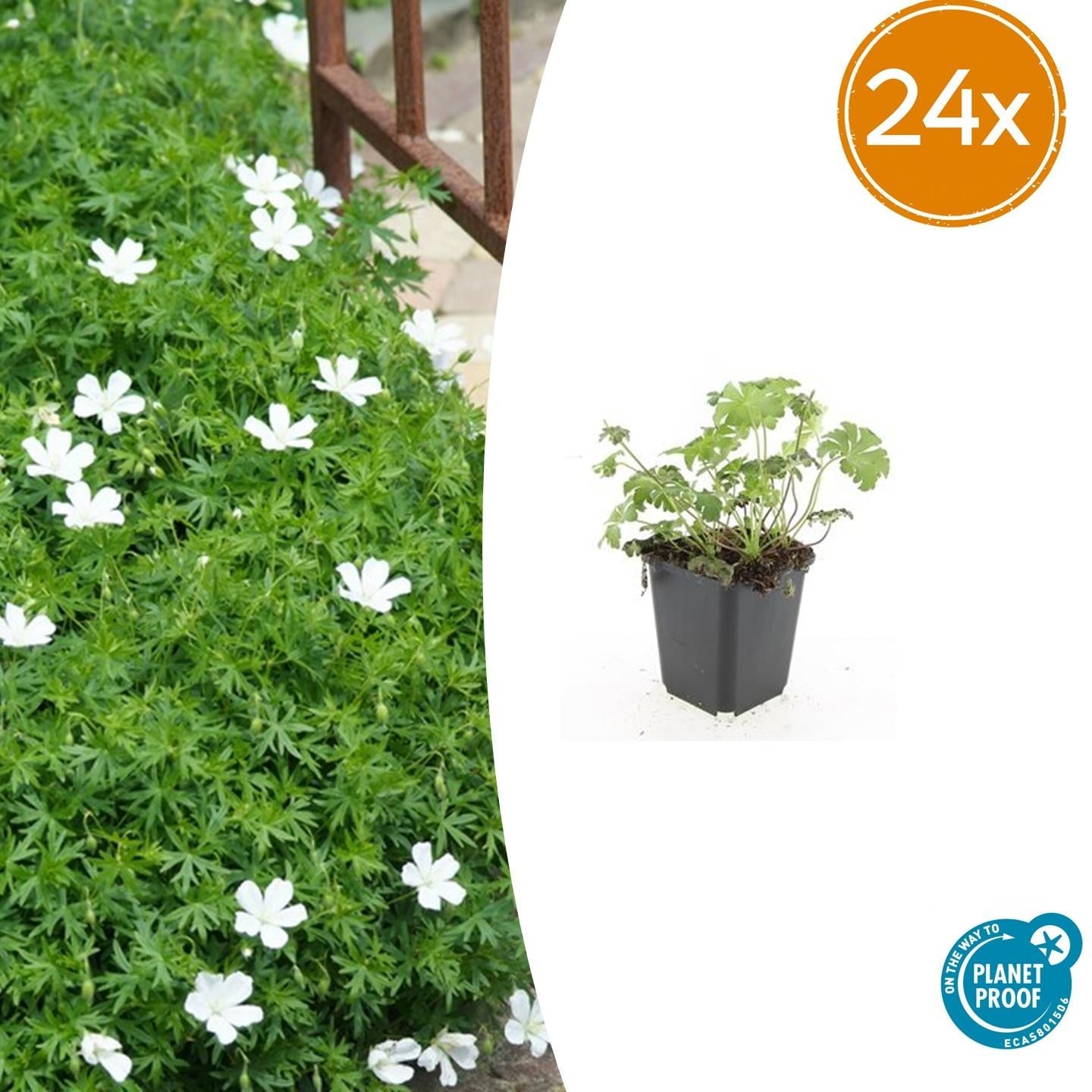 Schnee-Storchschnabel Geranium sanguineum 'Album' – ↕10-25cm – Ø9cm – Winterharte Staude & Bodendecker – Weiße Blüten – Plant