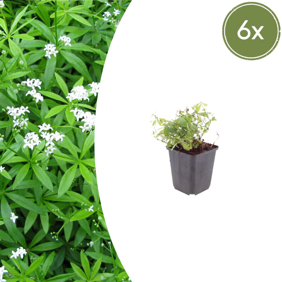 Galium odoratum Waldmeister – Ø9cm – Höhe 10-25cm – Duftender Bodendecker – Weiße Blüten – Pflegeleicht für Schattenbeet & Naturgarten