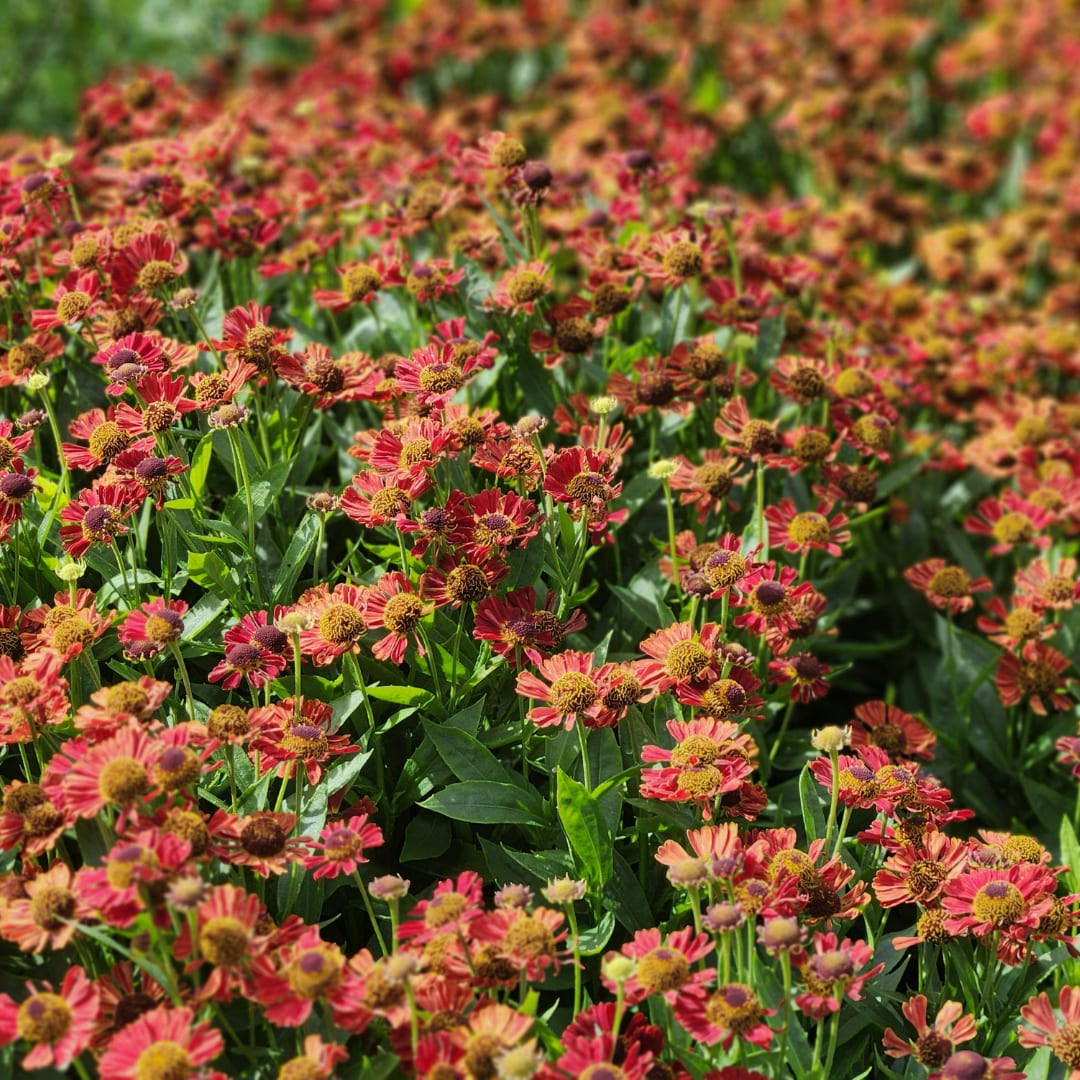 Helenium Moerheim Beauty – Ø9cm – Höhe 10-25cm – Sonnenbraut – Gelb Orange Blüten – Sommerstaude für Beet & Präriegarten