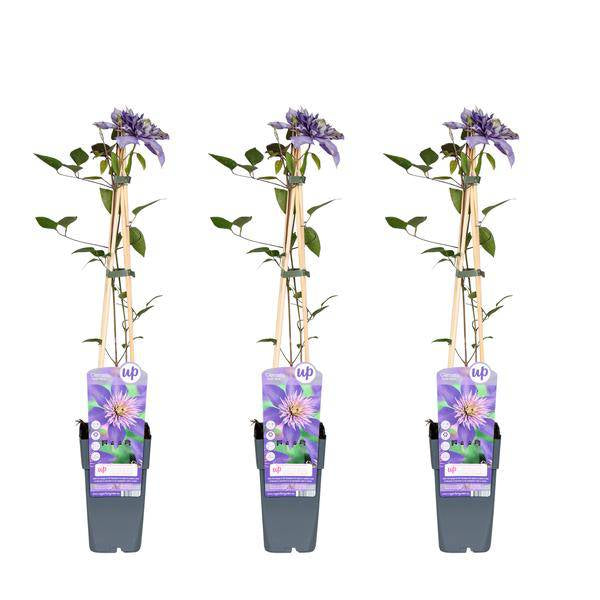 Clematis Multi Blue Kletterpflanze Ø15cm ↕65cm – winterharte Pflanze für Garten, Balkon, Terrasse, Kübel & Beet online kaufen – Plant