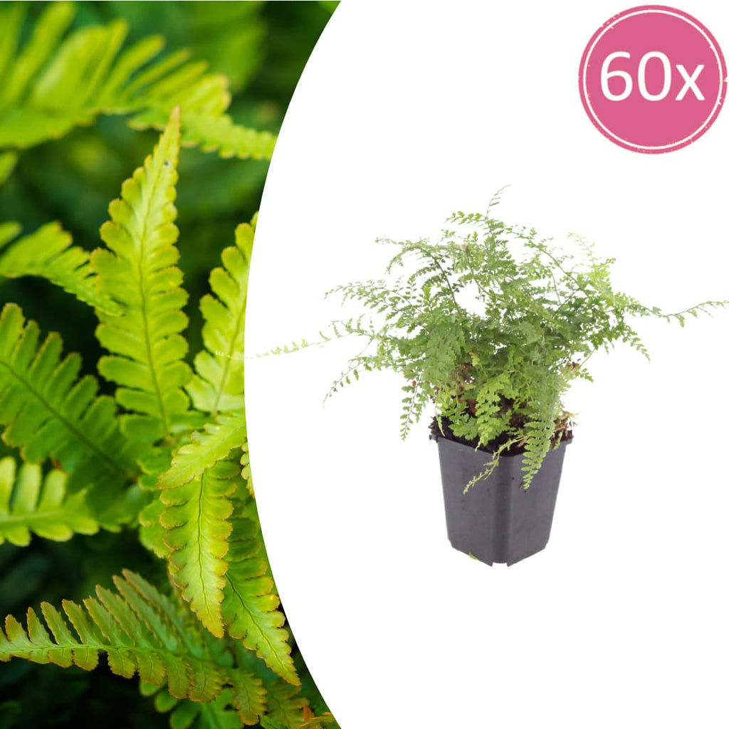 Polystichum setiferum Herrenhausen – Ø9cm – Höhe 10-25cm – Immergrüner Farn – Schattenpflanze für Beet & Gehölzunterpflanzung