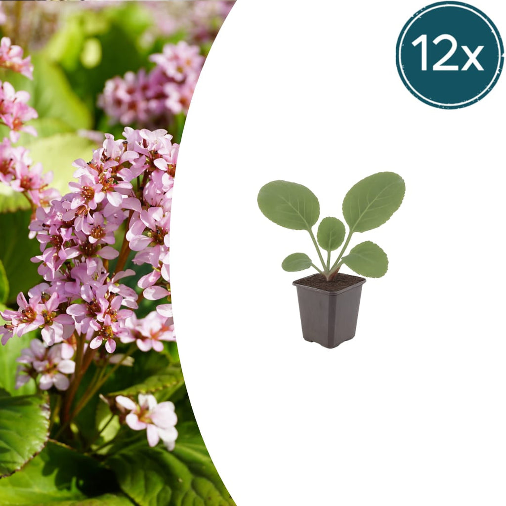 Schusterblume Bergenia cordifolia – 10-25cm – Ø9cm – Immergrüne Staude mit rosa Blüten