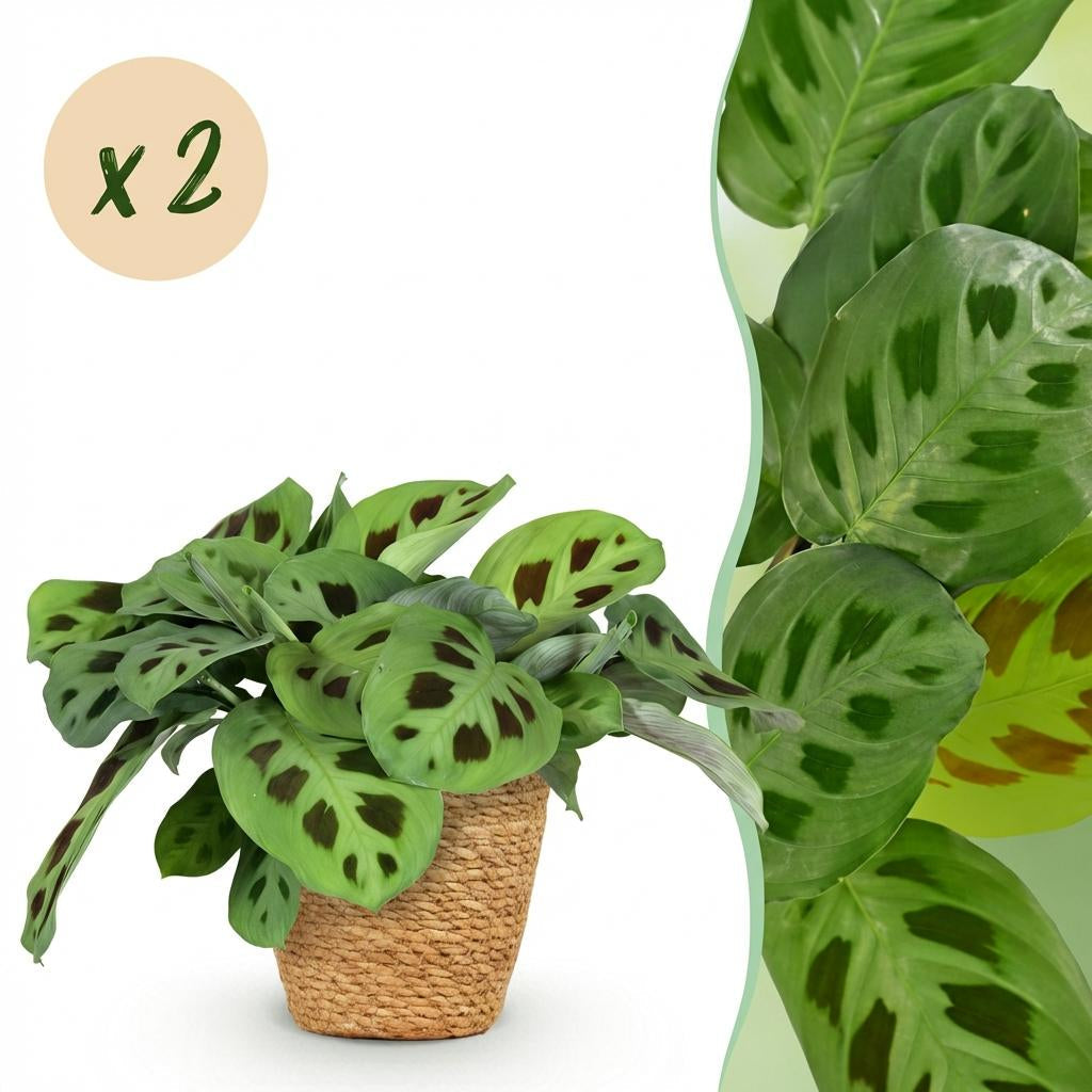 Maranta Fascinator Kerchoveana Zebrapflanze – Zimmerpflanze im Korb Ø12cm Höhe25cm – Haustierfreundliche Grünpflanze – Pflegeleicht