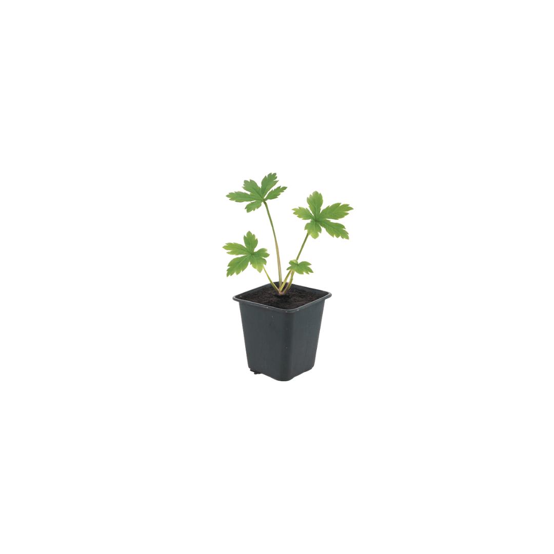 Sterndolde Astrantia major – 10-25cm – Ø9cm – Langblühende Staude für Sonne & Halbschatten – Garten
