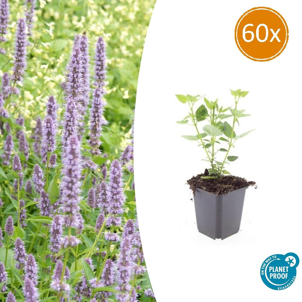 Asiatische Duftnessel – Agastache 'Blue Fortune' – ↕10-25cm – Ø9cm – Lavendelblaue Blüten – Schmetterlings – & bienenfreundlich – Plant