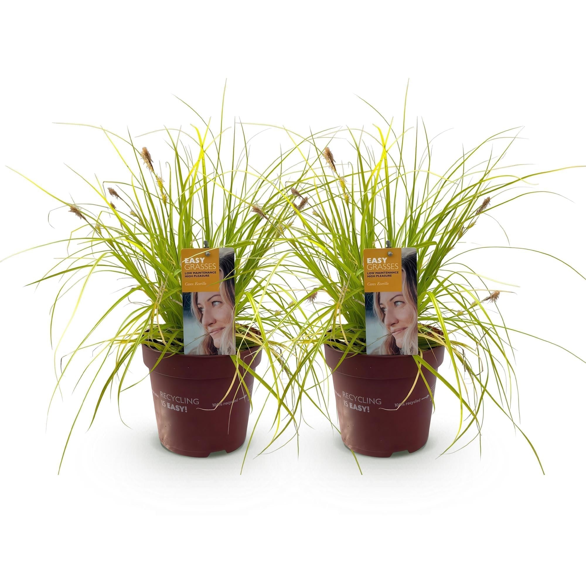 Japansegge Carex oshimensis Everillo – Ø17cm – Immergrün – Pflegeleicht – Leuchtend gelbe Blätter – Ziergras Höhe ca. 50cm – Plant