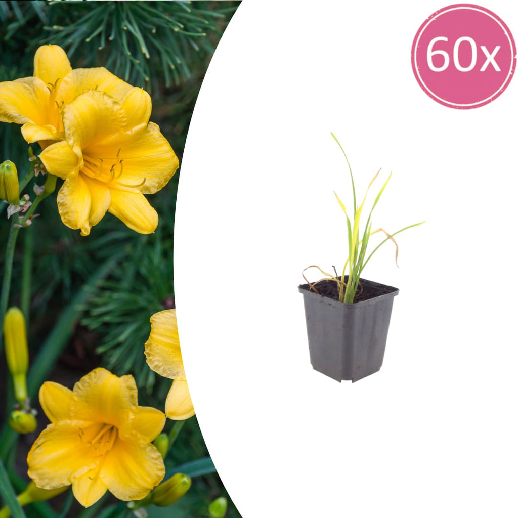 Hemerocallis Stella de Oro – Ø9cm – Höhe 10-25cm – Goldgelbe Taglilie – Dauerblühende Staude – Winterhart für Beet & Steingarten