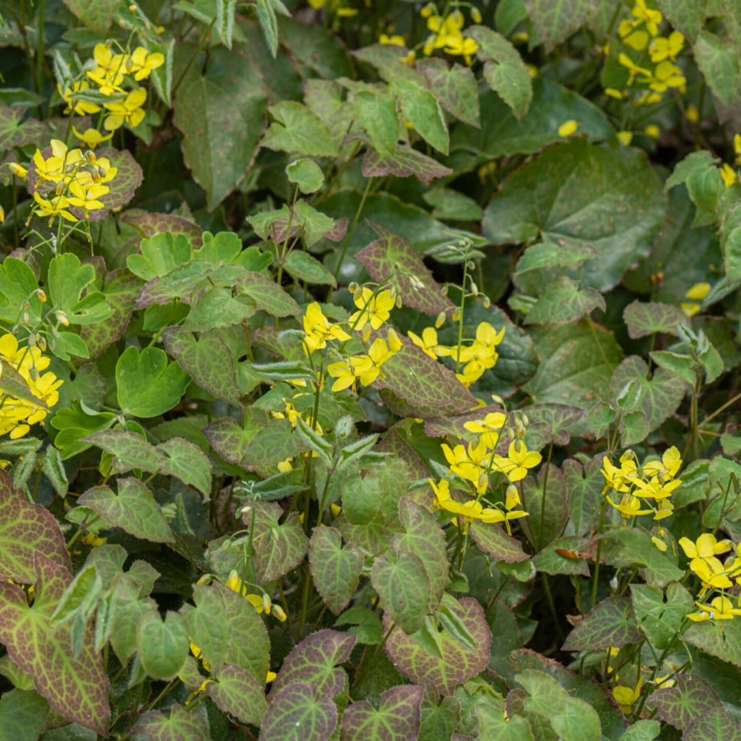 Elfenblume Epimedium perralchicum Frohnleiten – Wintergrüne Staude für Schatten & Halbschatten – Bodendecker für Garten & Beet – 10-25cm – Ø9cm – Pflegeleicht