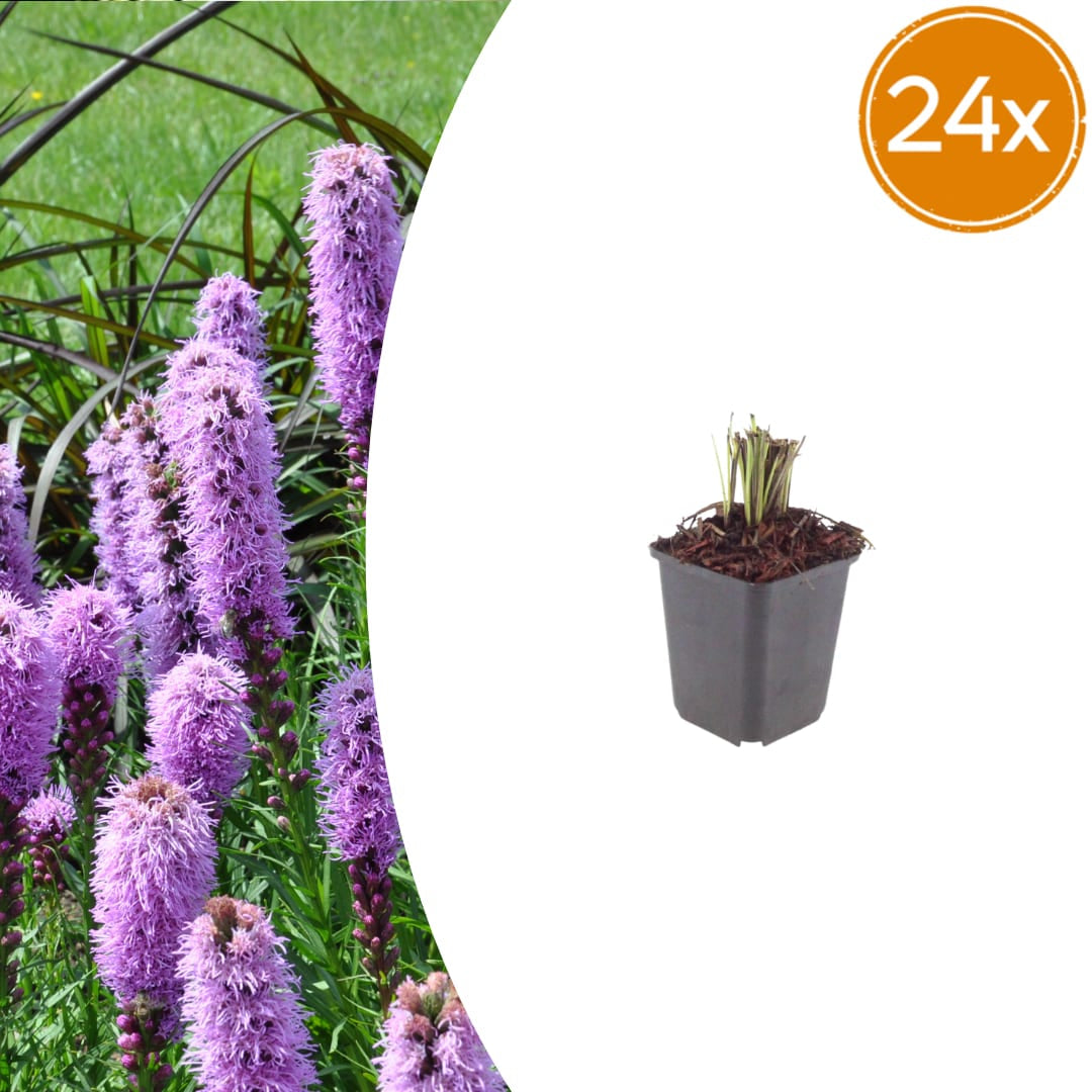 Liatris spicata – Ø9cm – Höhe 10-25cm – Winterharte Staude – Violettrosa Blütenähren – Bienen